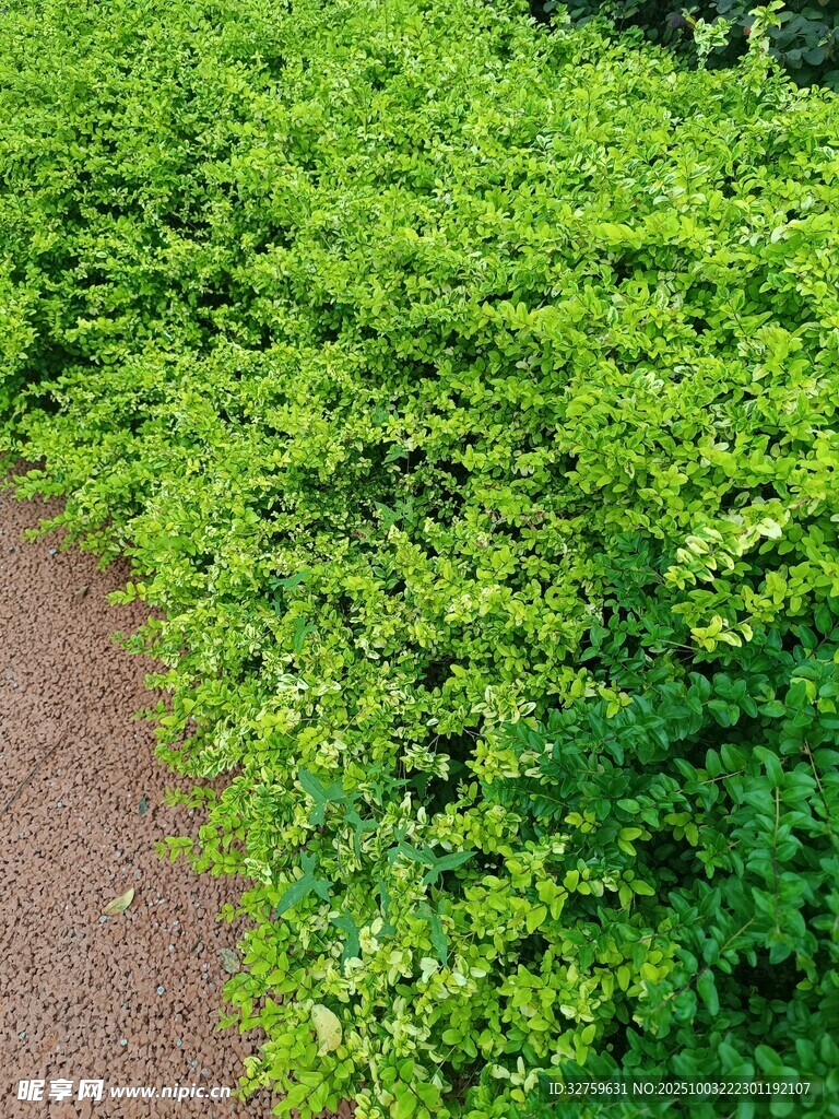 绿意盎然的路边灌木丛