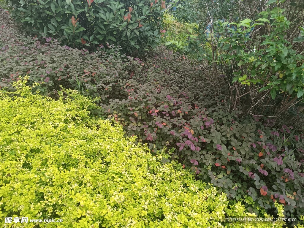 多彩植物景观