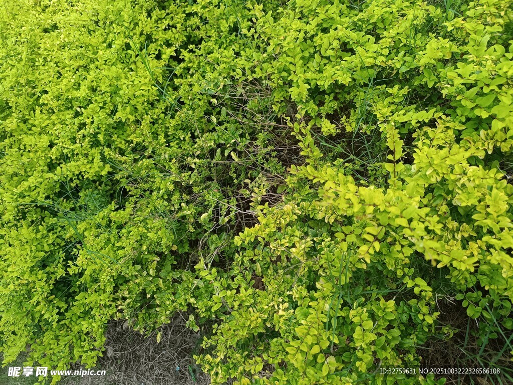 翠绿繁茂的灌木丛