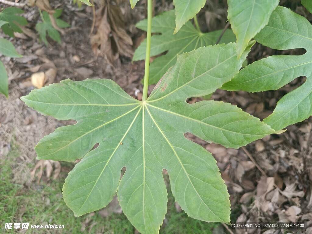 八角金盘特写叶片