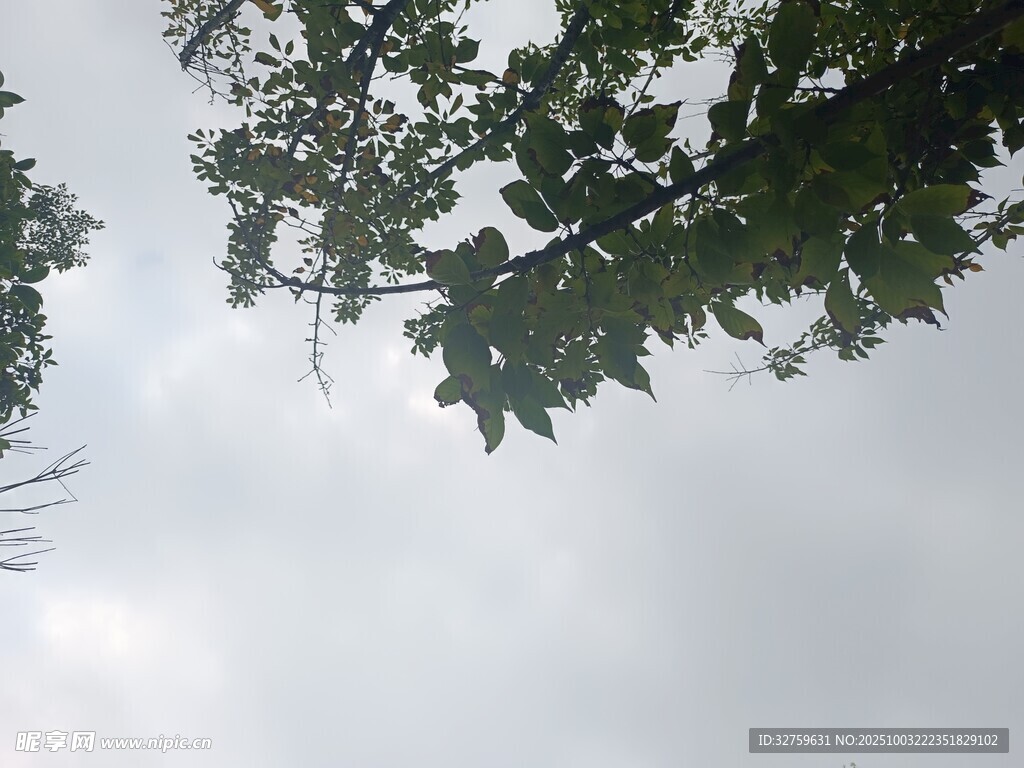 仰视枝叶间的灰白天空