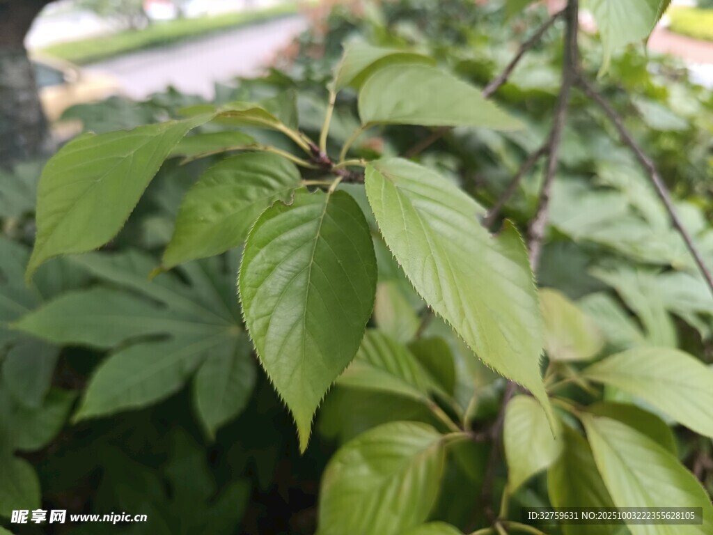 翠绿叶片特写
