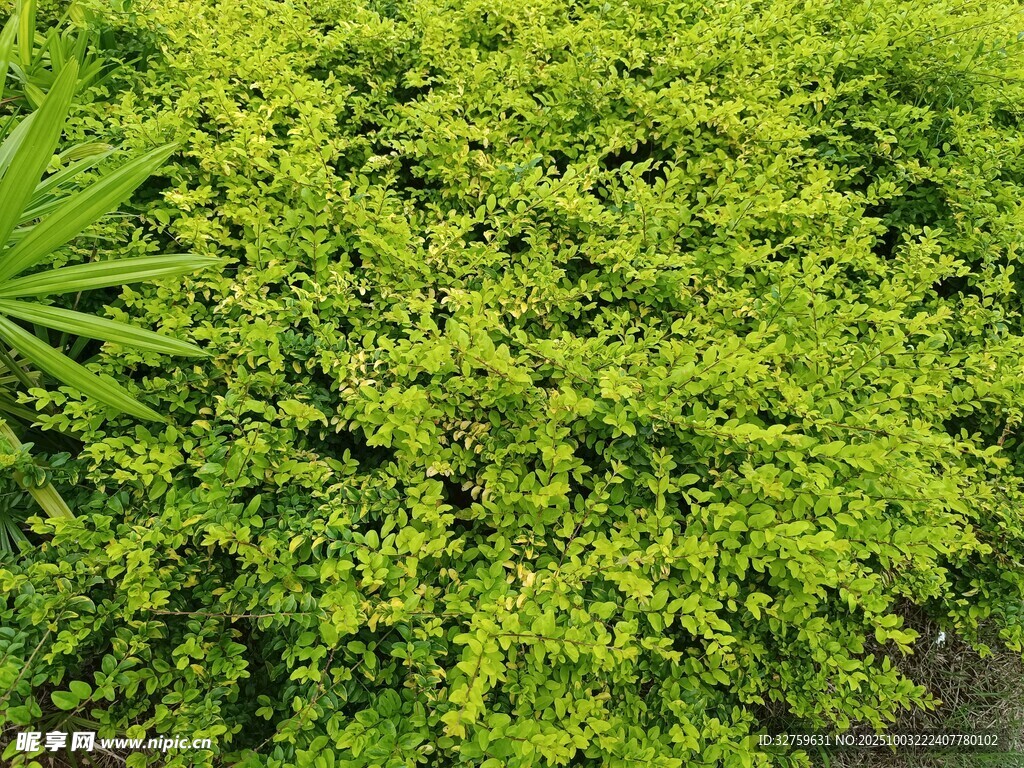 翠绿繁茂的灌木植物