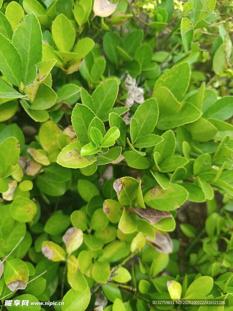翠绿繁茂的植物叶片