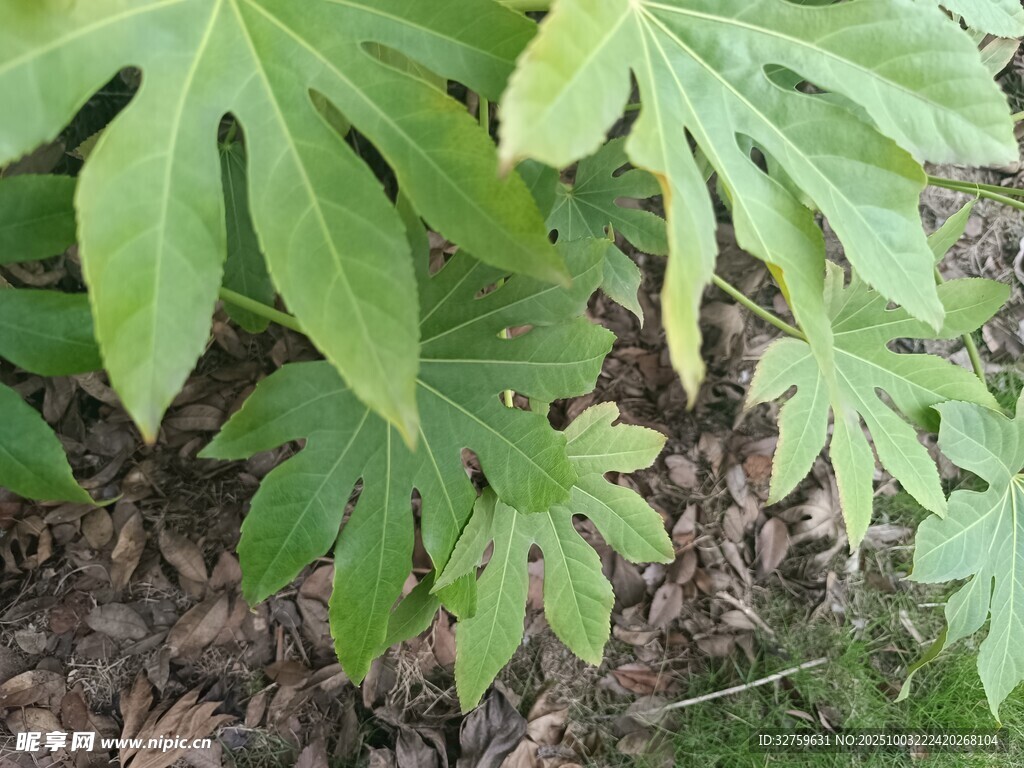 绿叶繁茂的热带植物