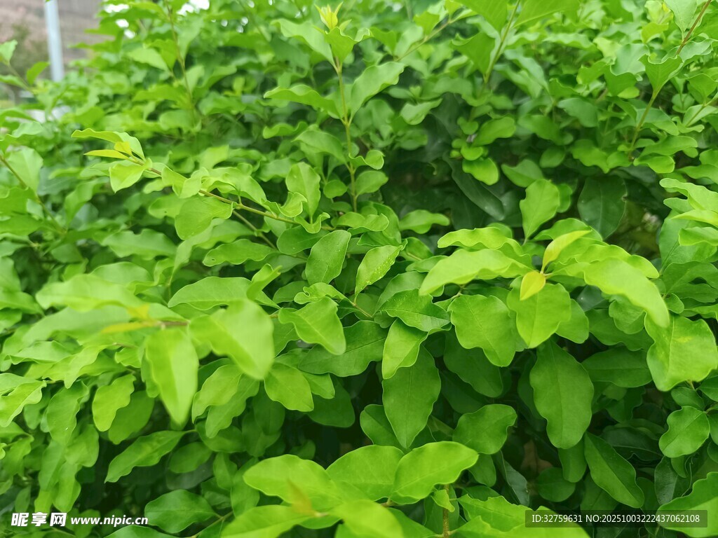 茂盛的绿色植物景观