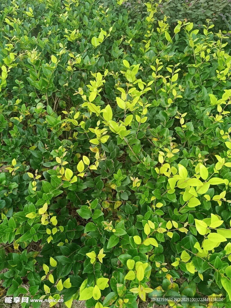 翠绿繁茂的植物景观