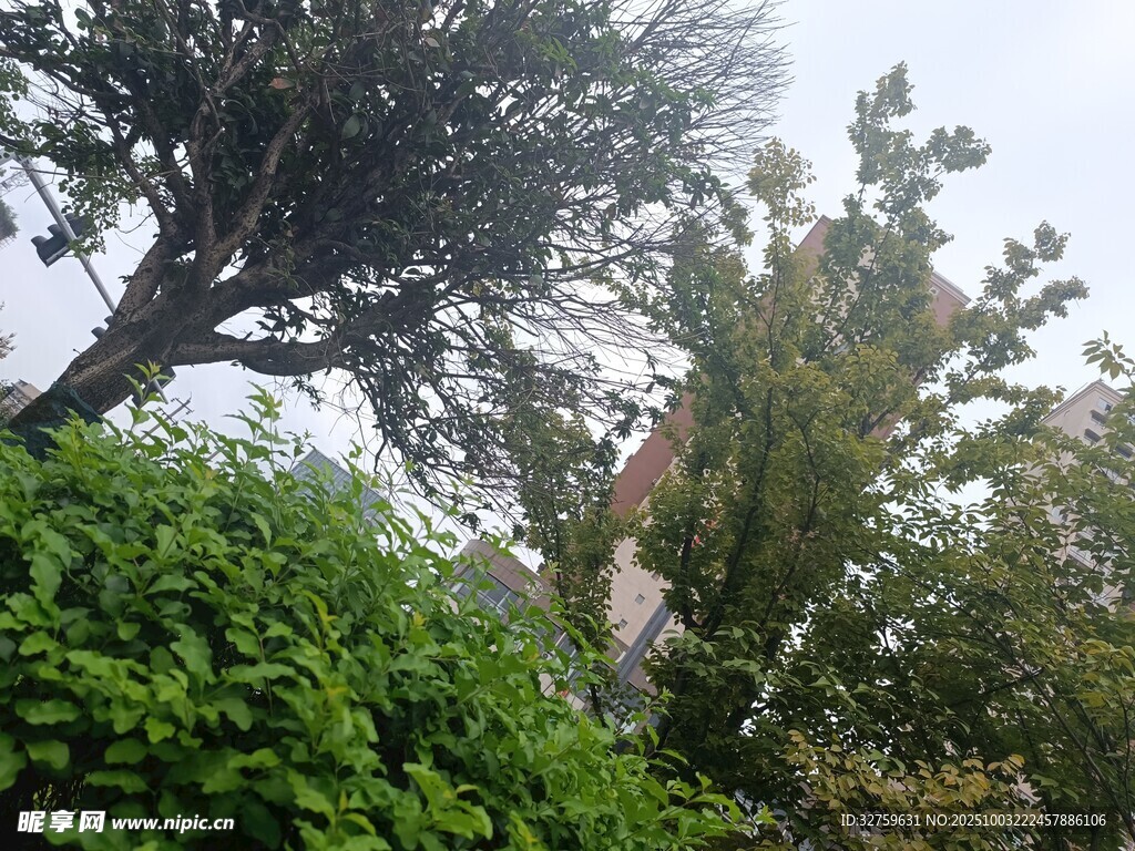 繁茂绿植中的树木景观