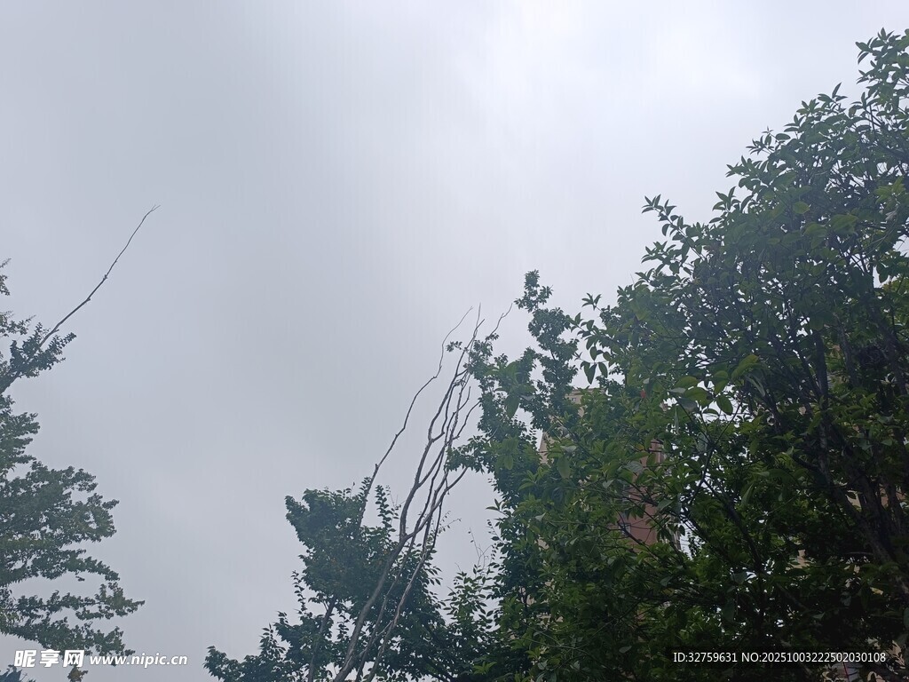 阴天树林中的电线景象