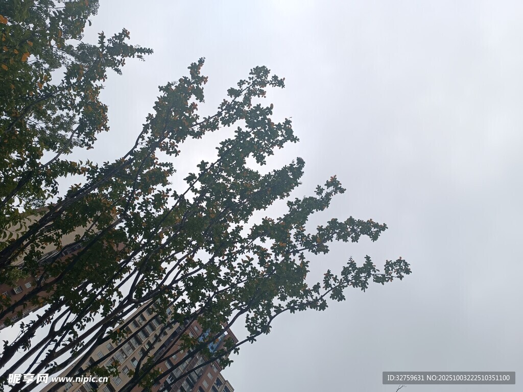 挺拔竹林