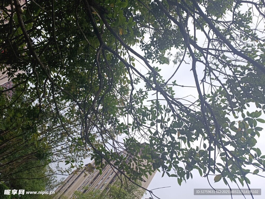 仰视视角下的繁茂树枝