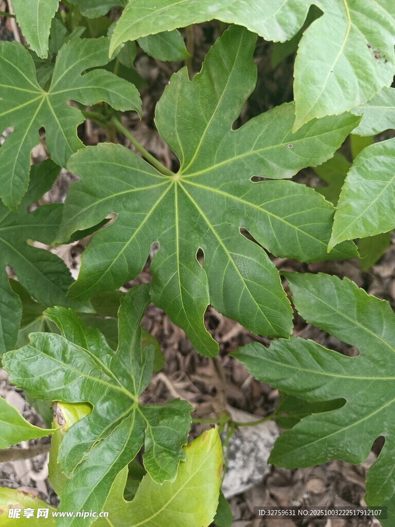 大叶片绿植特写