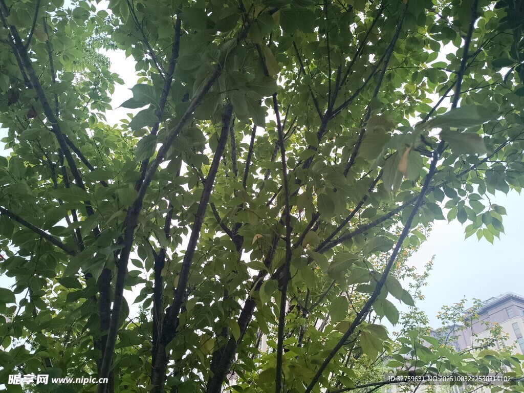 茂密树林中的繁茂枝叶