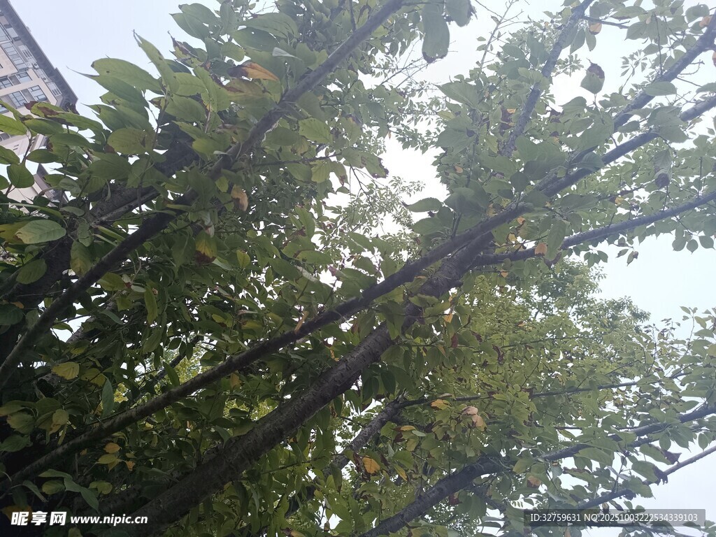繁茂枝叶的树木景观