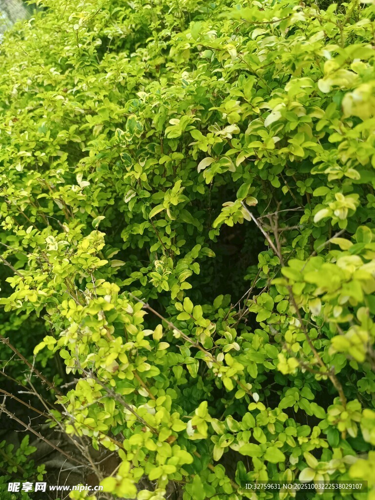 翠绿繁茂的灌木丛