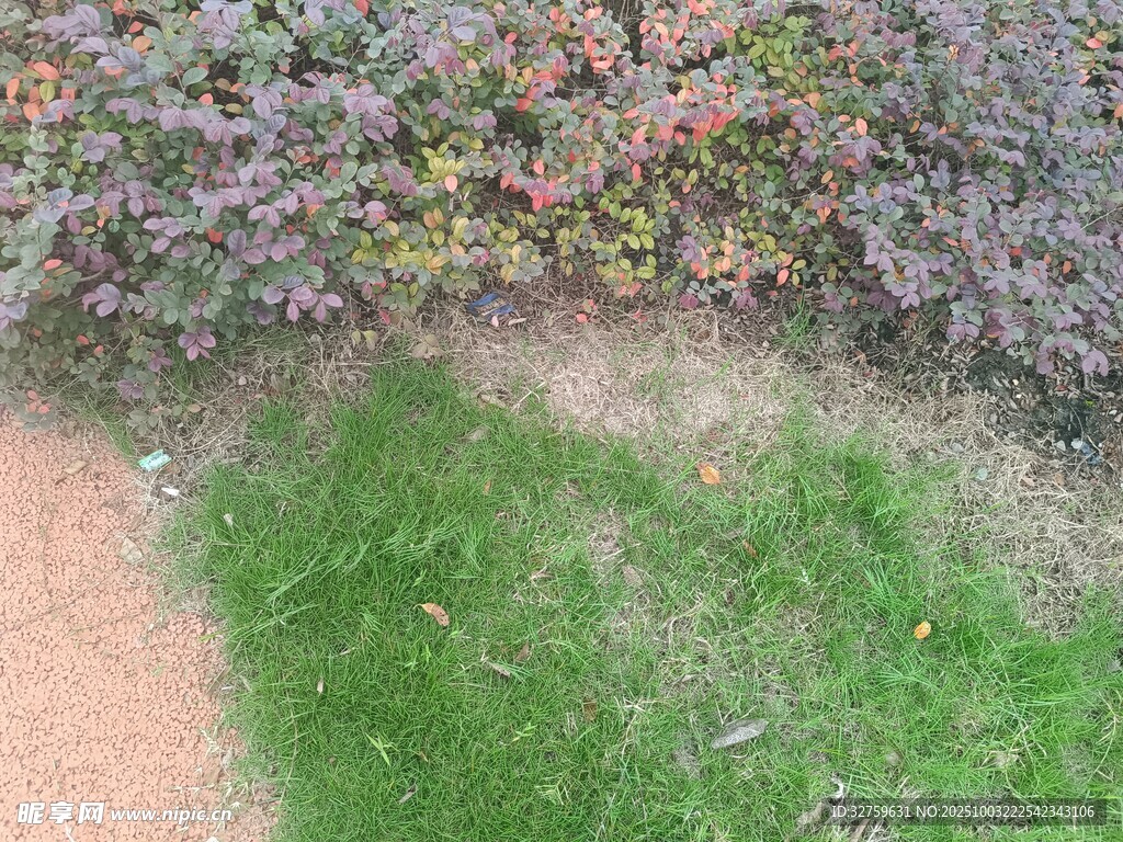 空中俯瞰草地与灌木丛