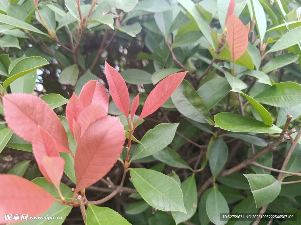 红叶灌木特写