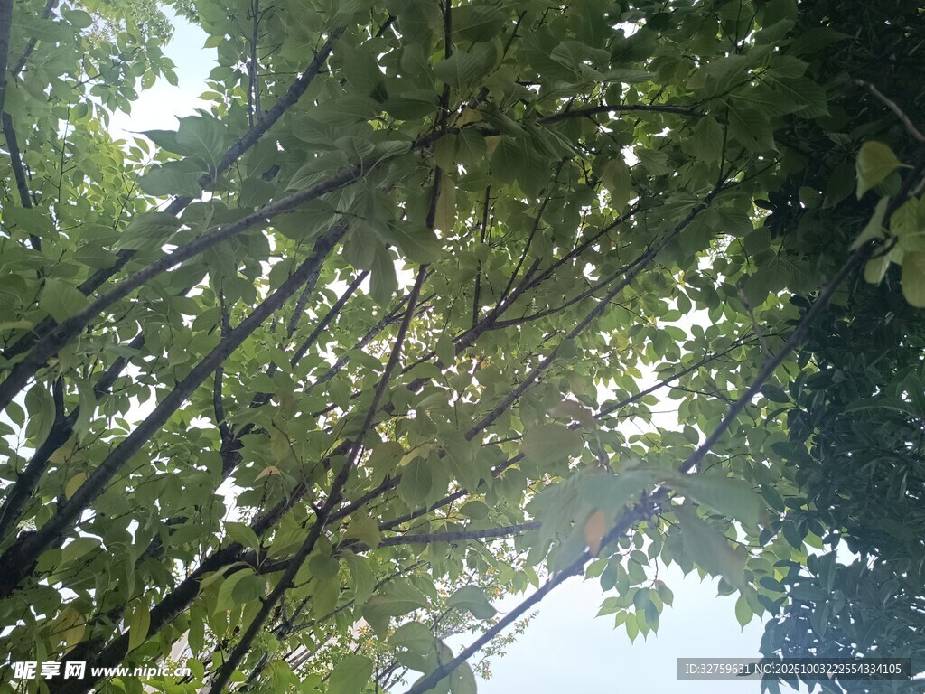 仰视茂密树冠