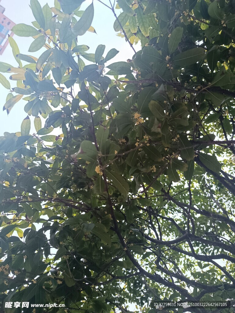 枝叶繁茂的树木景观