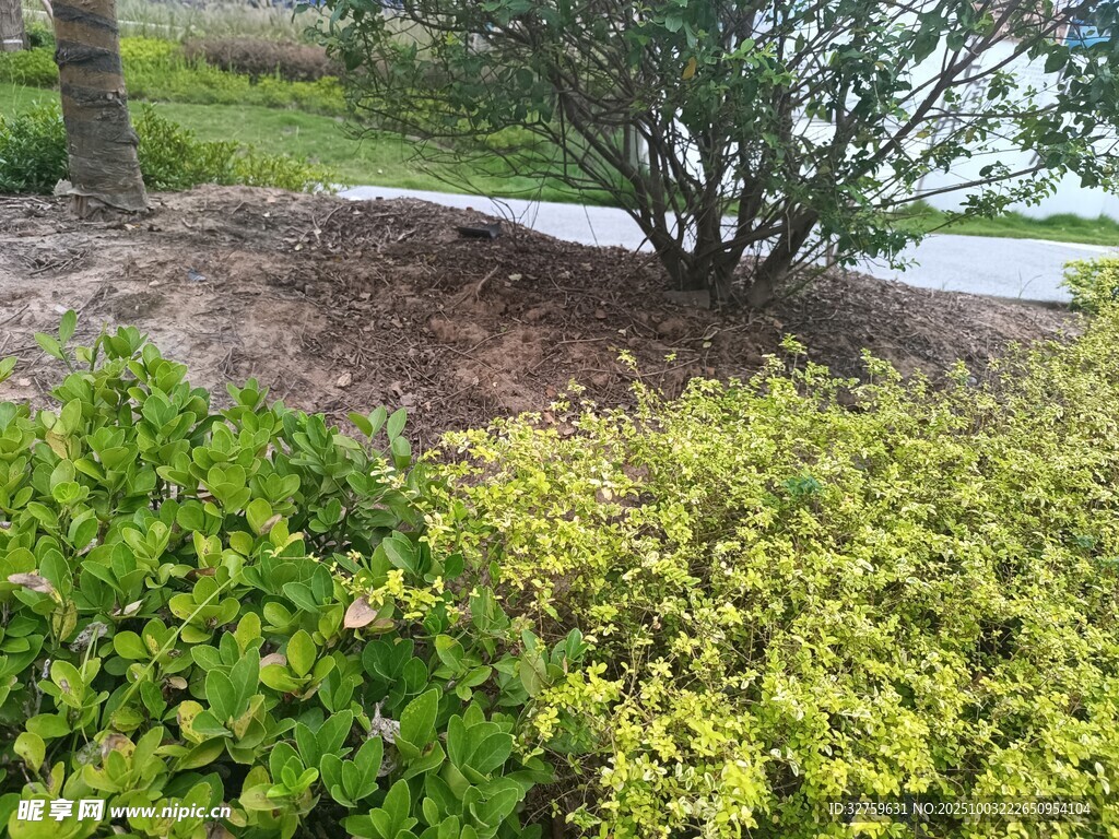 庭院绿植景观