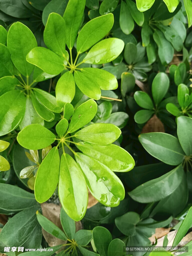翠绿繁茂的绿叶植物