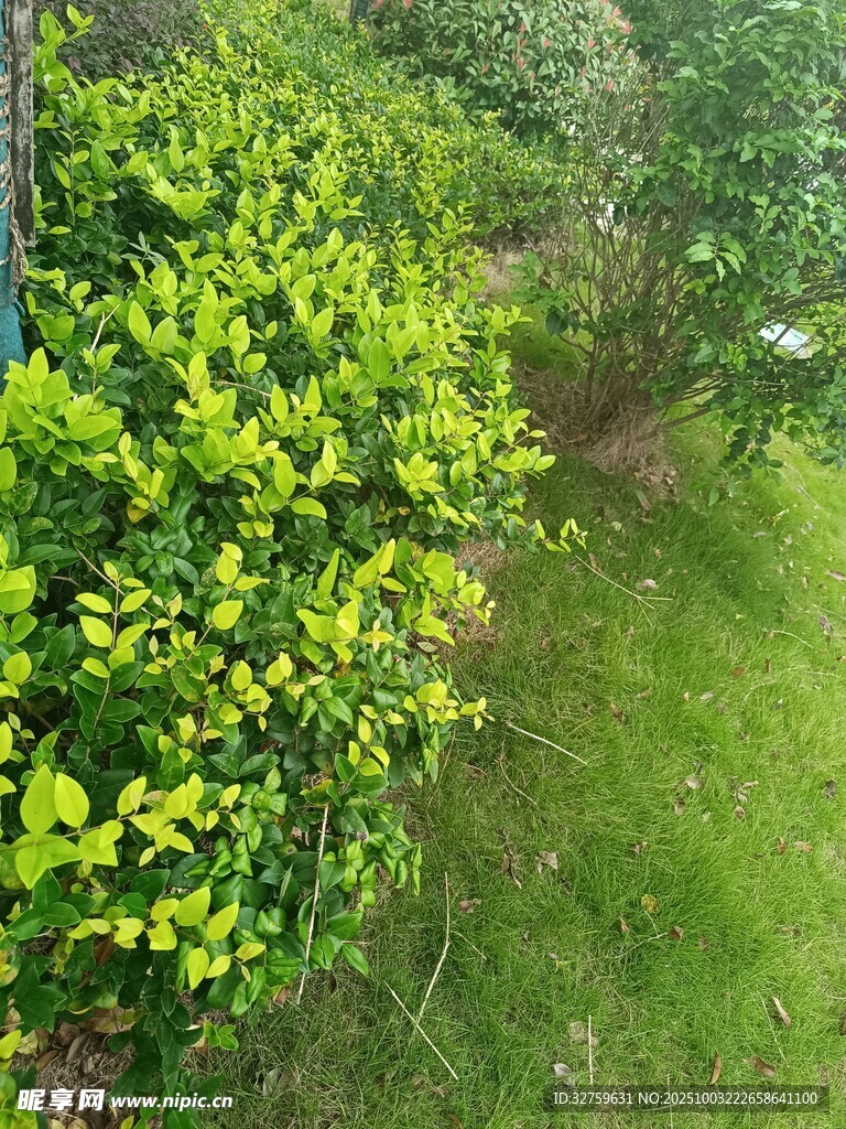 绿意盎然的户外植物景观
