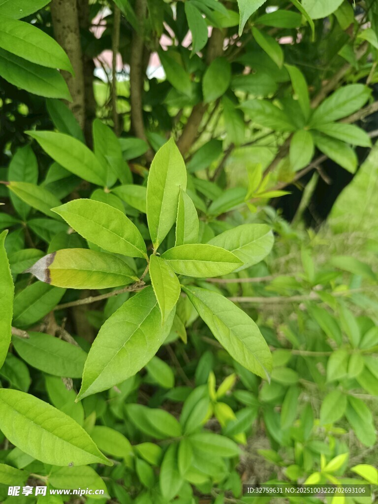 翠绿繁茂的植物枝叶