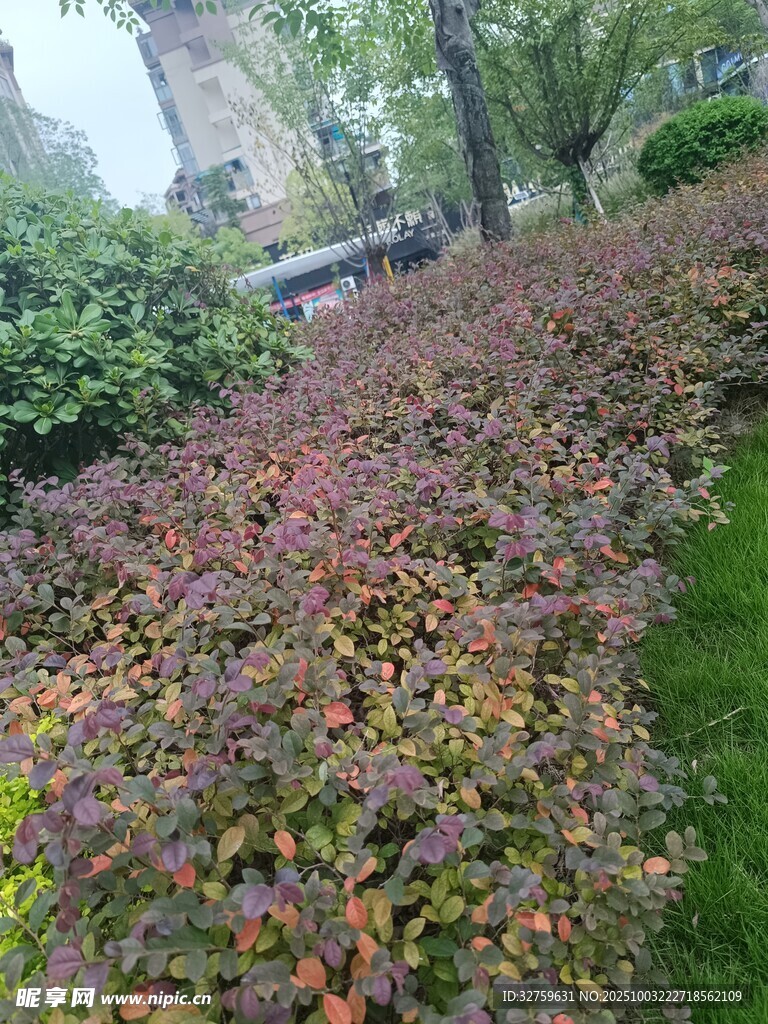 多彩斑斓的灌木丛景观