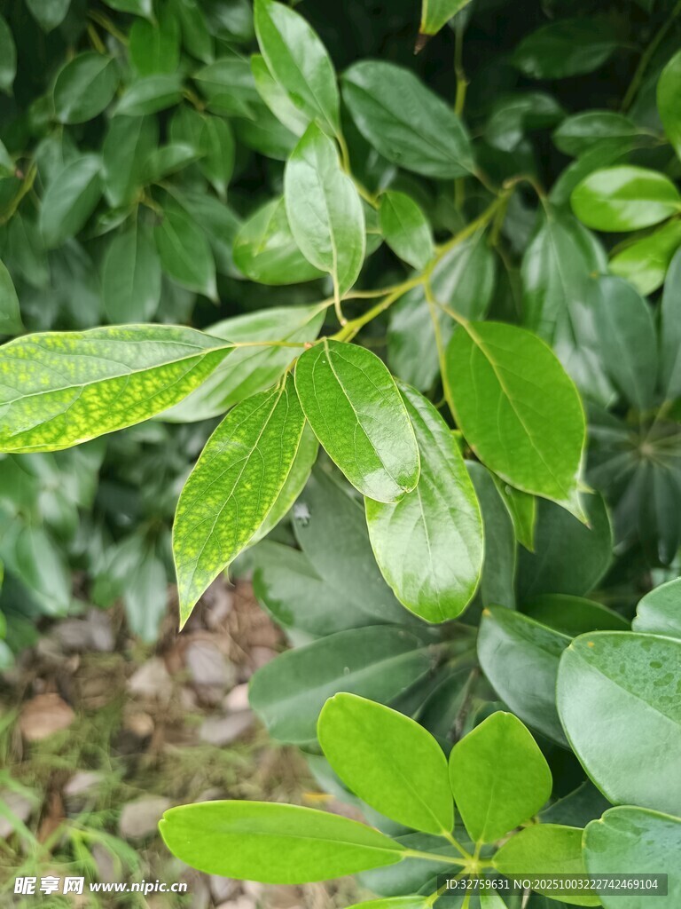 嫩绿枝叶特写