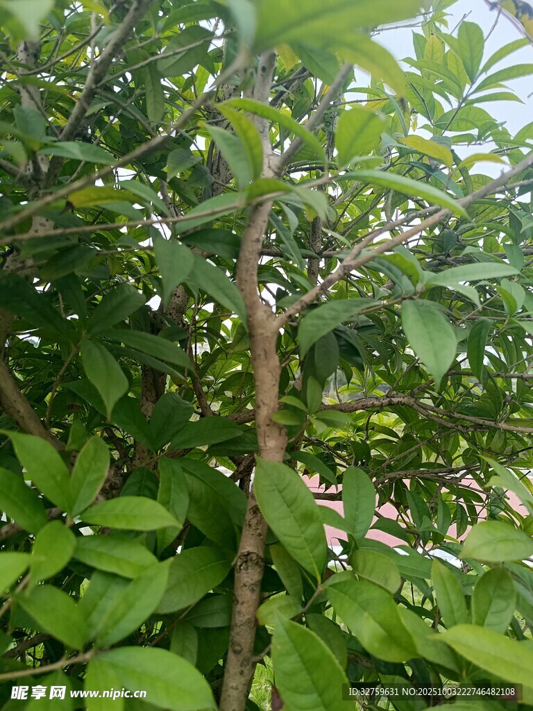 树枝上的繁茂绿叶
