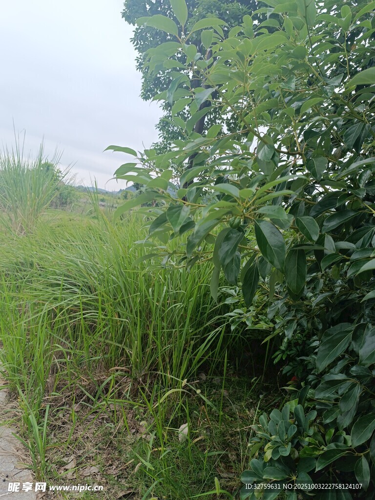 野外绿植小径