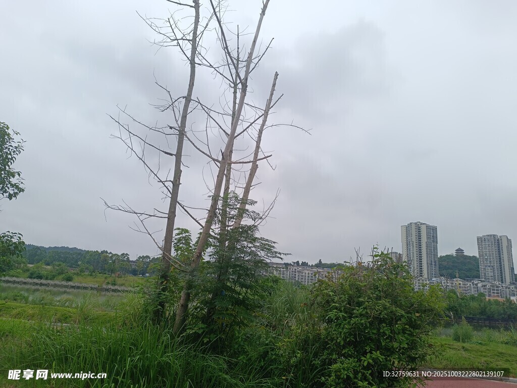 城郊荒野中的枯树与绿植