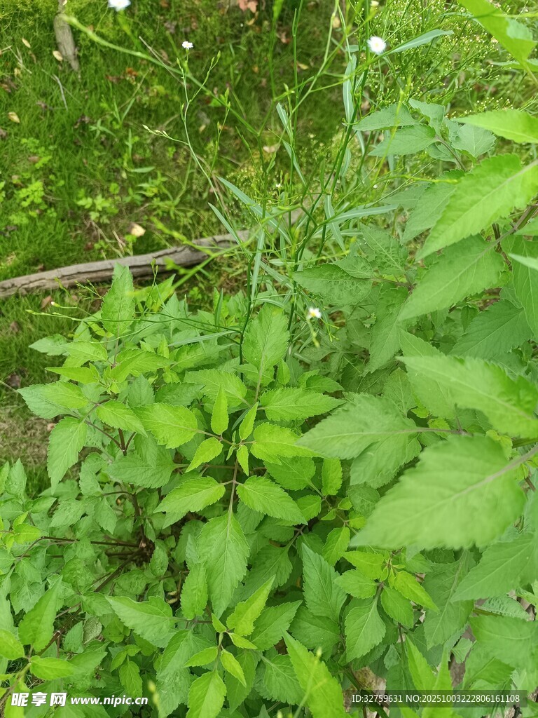 繁茂绿植