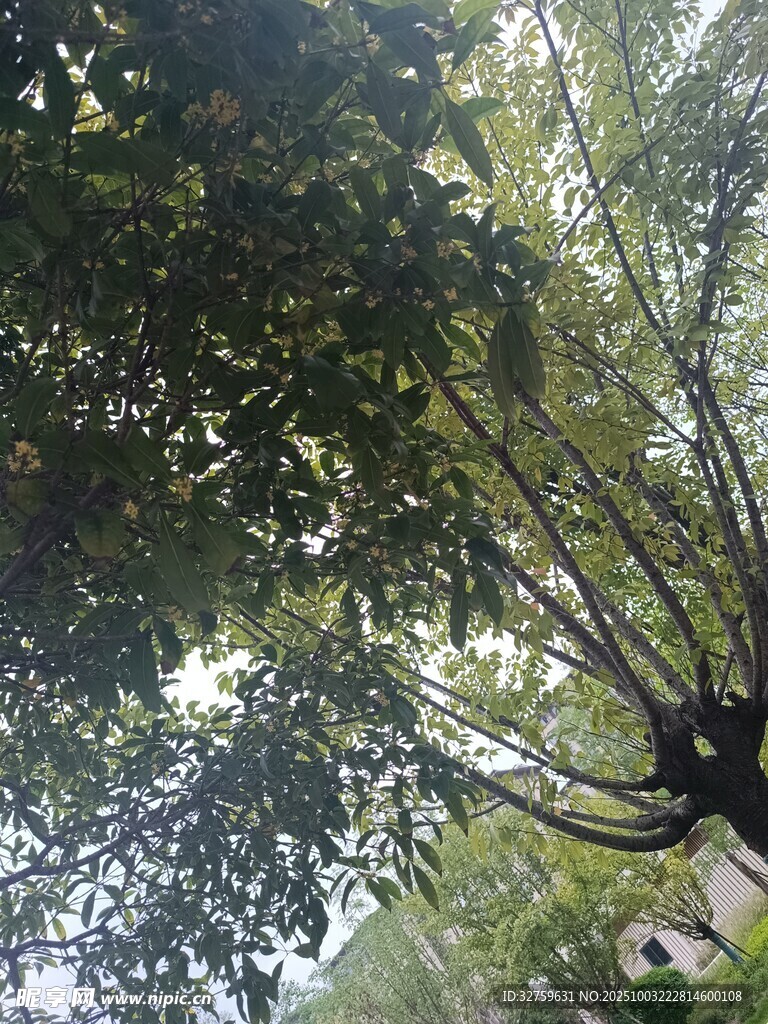 仰视繁茂树木枝叶