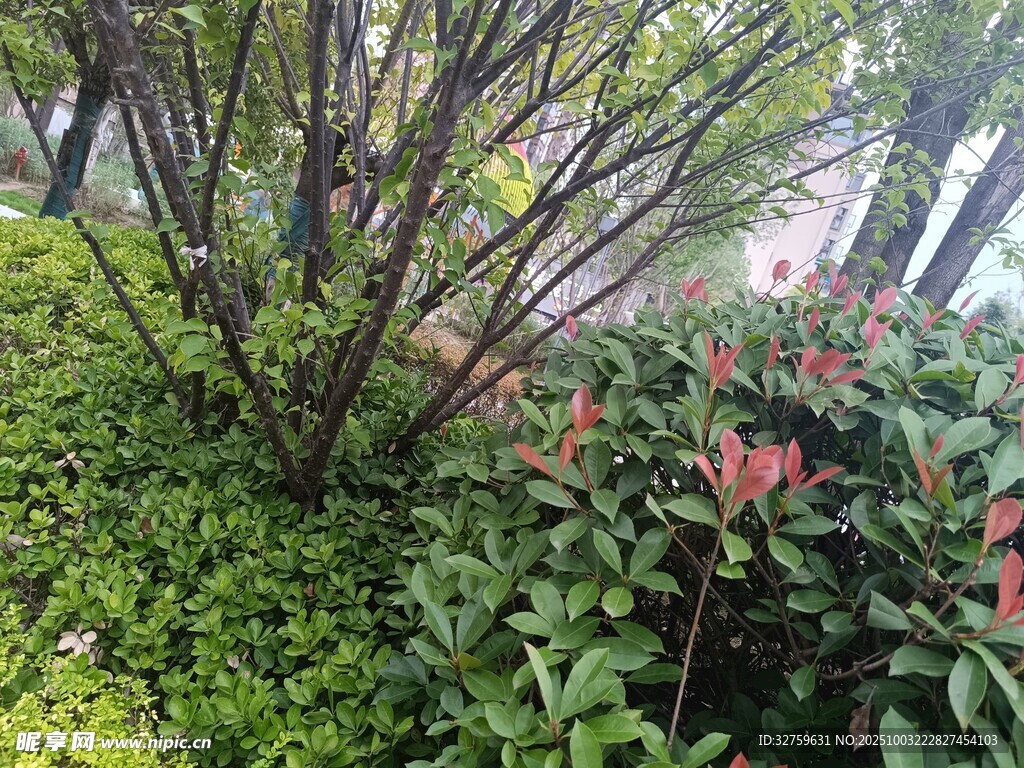 绿植花丛中的繁茂景象