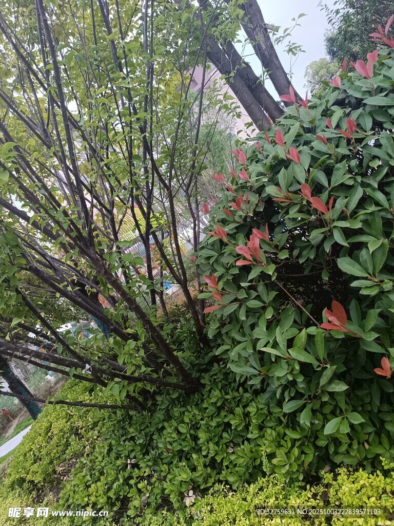 雨中繁茂的绿植花卉景观