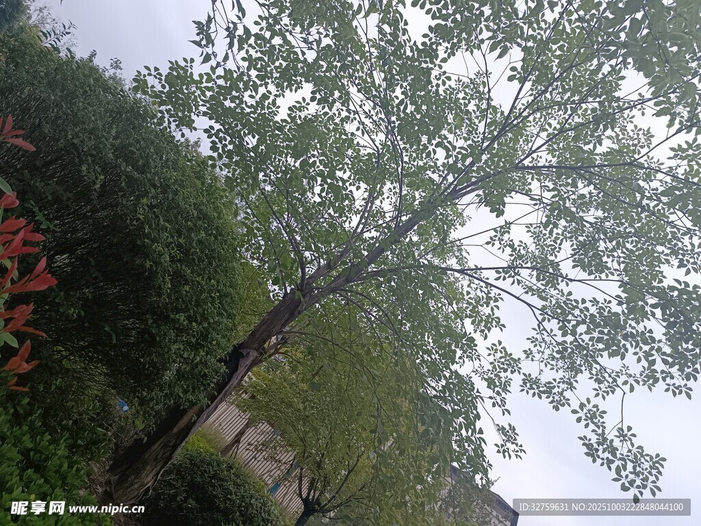 户外挺拔绿树风景