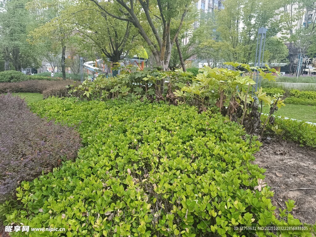 绿意盎然的户外植物景观