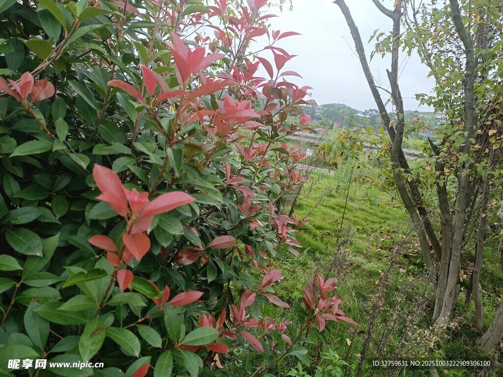 春日繁花绿植风景图