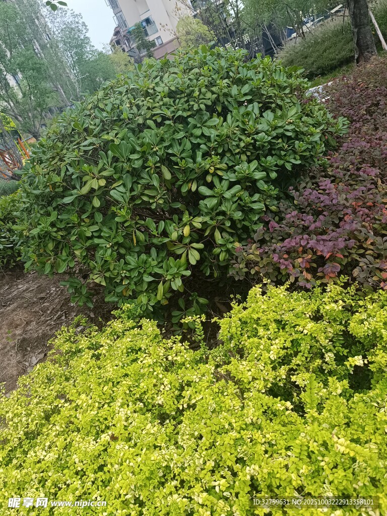 户外绿植景观