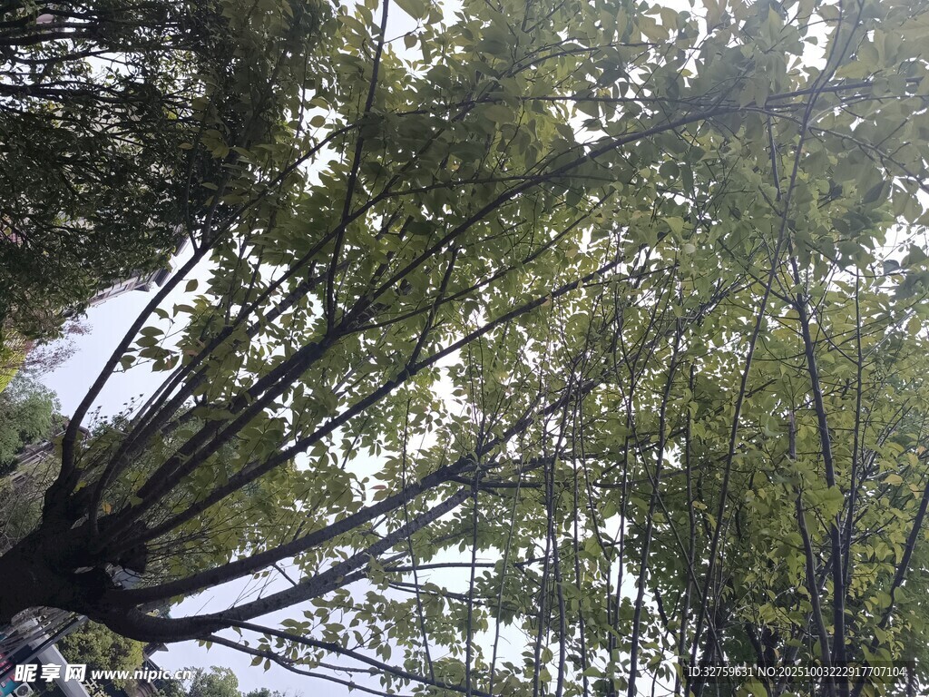 仰视下的茂密竹林景观