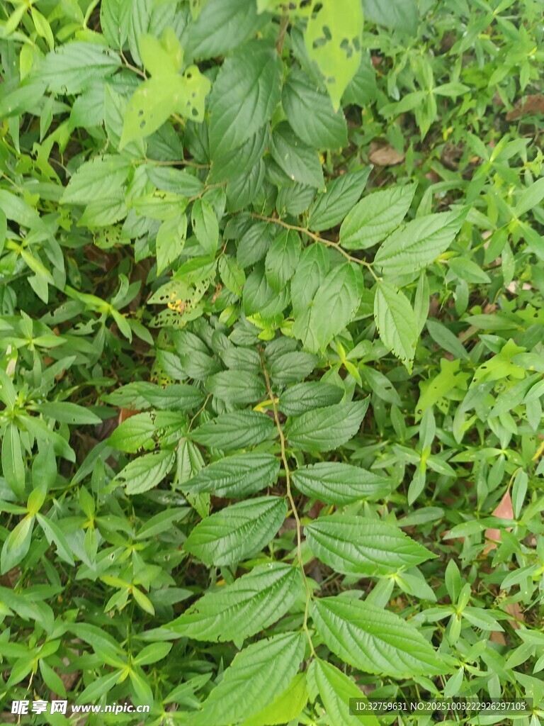 茂密绿植特写