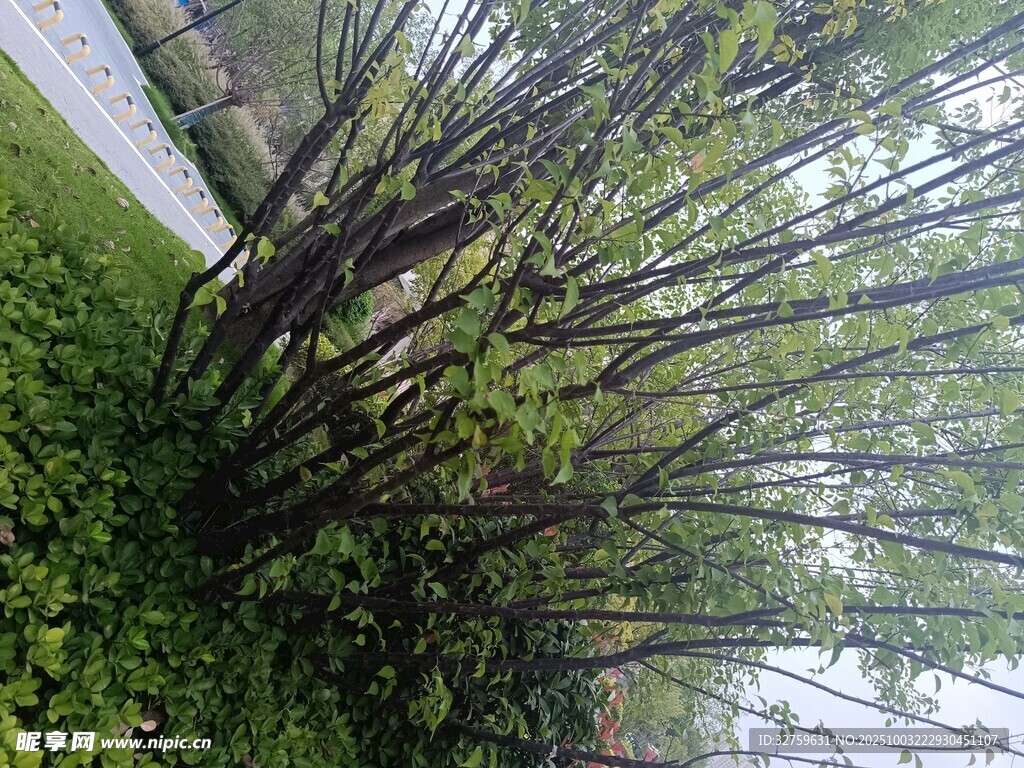 茂密树林中的挺拔树木