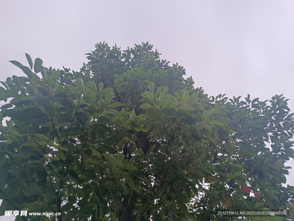 茂盛绿树