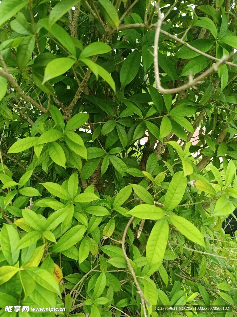 翠绿繁茂的植物枝叶
