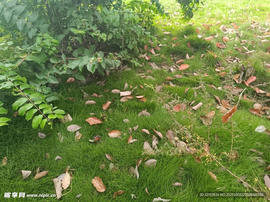 草地落叶与绿植景象