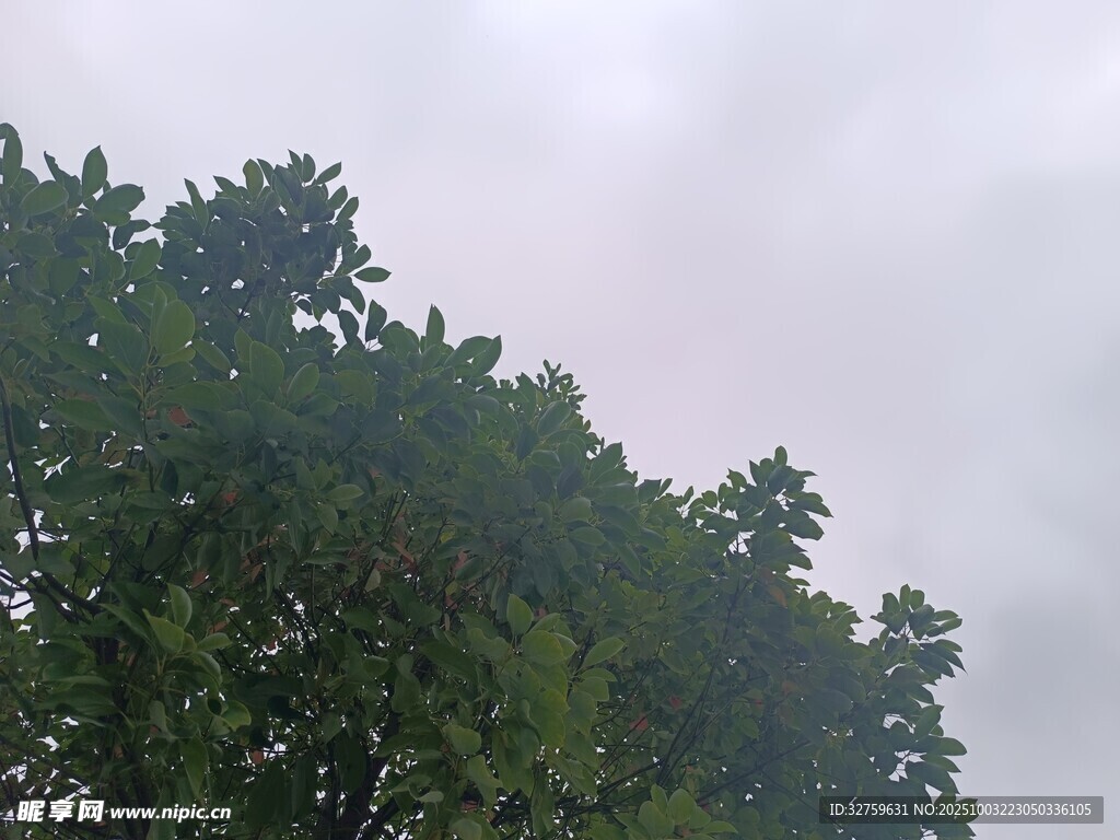 树梢上的朦胧天空