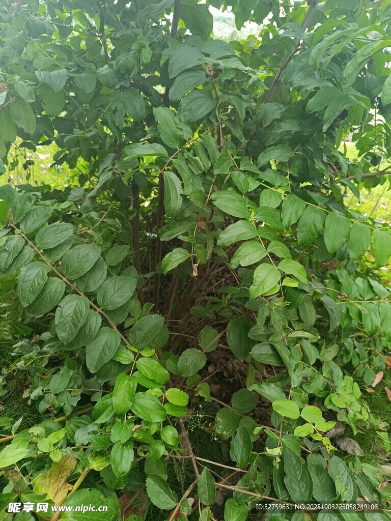 繁茂绿植景象