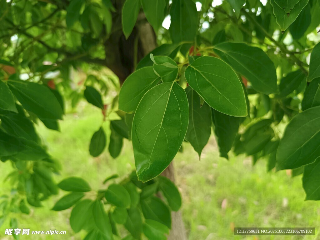 翠绿树叶繁茂的树木