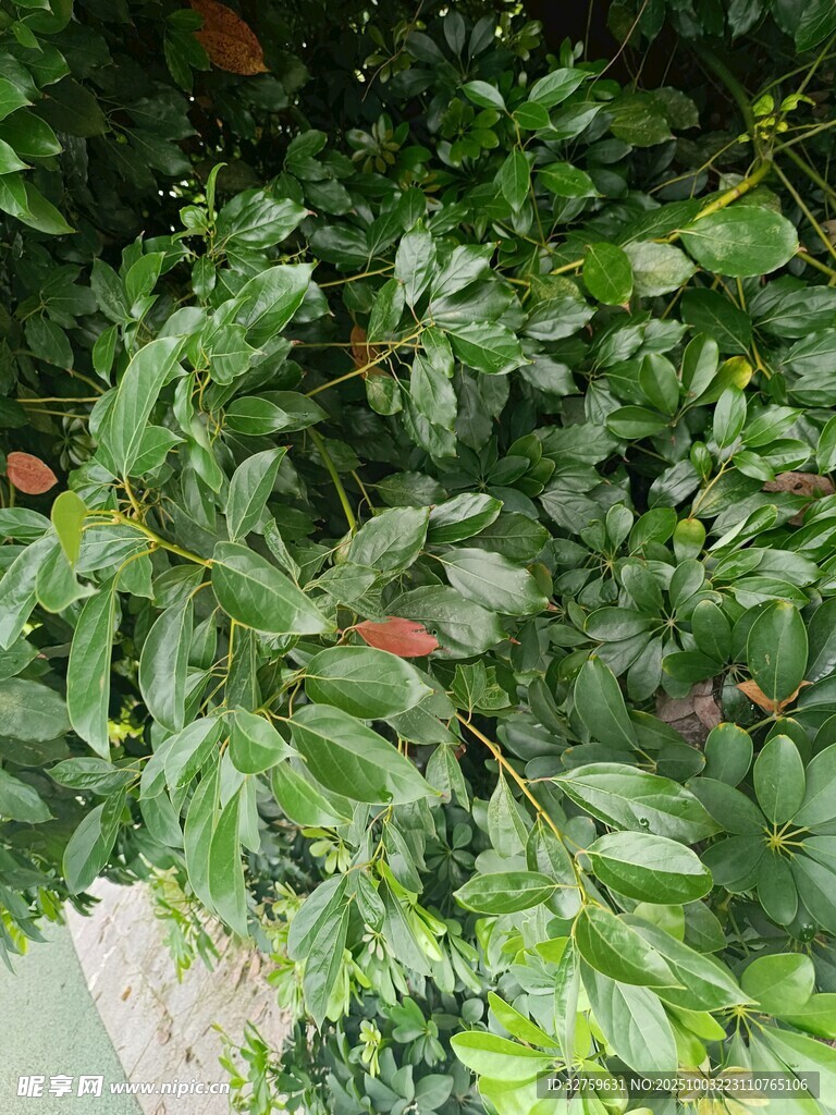 翠绿枝叶间的生机景象